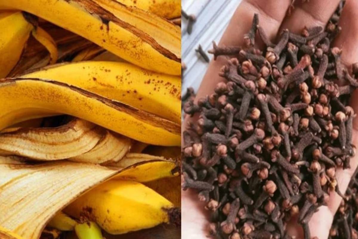 இனி இரசாயன சாயம் தேவையில்லை - கிராம்பு வாழைப்பழ தோல் இருந்தா போதும் | Natural Hair Dye Banana Peel Clove Give Black Hair