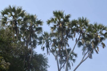 ஒரே பனைமரத்தில் 16 கிளைகள்... ஊர் மக்களை வாயடைக்க வைத்த அதிசயம்!