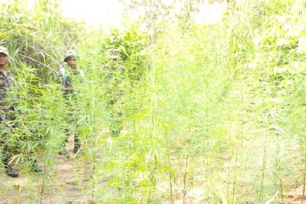 6 அடி உயரத்தில் கஞ்சா செடிகள்! | Cannabis Plants 6 Feet Tall