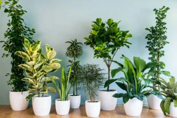 வாஸ்து சாஸ்திரப்படி இந்த செடிகளை வீட்டில் வளர்க்ககூடாதாம்... மீறினால் ஏற்படும் ஆபத்து