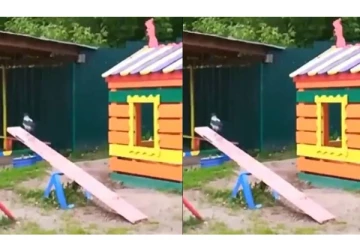 தனியாக ஓடி ஓடி விளையாடி மகிழும் பறவை - கியூட்டான வீடியோ வைரல்