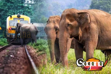 දුම්රියේ ගැටීමෙන් වැනසෙන අලි සම්පත බේරාගන්න AI තාක්ෂණය