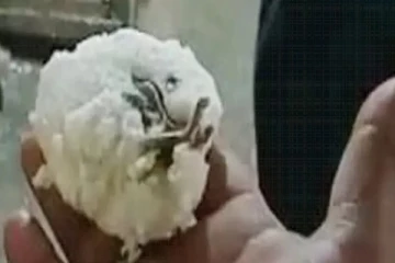 இட்லி பொட்டலத்தை பிரித்த இருதய நோயாளிக்கு காத்திருந்த அதிர்ச்சி! செத்து கிடந்த தவளை.. ஷாக்கான வாடிக்கையாளர்கள்