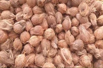 தேங்காய் உற்பத்தியை அதிகரிக்கத் திட்டம்