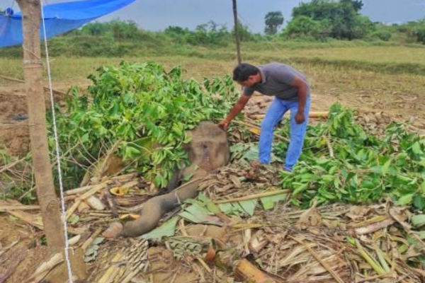 20 நாட்களாக உயிருக்கு போராடி வந்த காட்டுயானைக்கு நேர்ந்த சோகம்! | Death Of A Wild Elephant Batticaloa