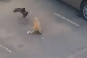 பக்கா பிளான் போட்டு பூனையை ஏமாற்றிய காகங்கள்.... என்ன ஒரு ட்ரிக்கு!