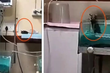 மருத்துவமனையில் பிறந்த சிசுவை கடித்து குதறிய எலிகள்; சம்பவத்தால் அதிர்ச்சி