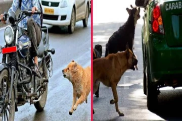 கார், பைக்குகளை நாய்கள் துரத்துவது ஏன்னு தெரியுமா? அறிவியல் விளக்கம்