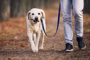 வளர்ப்பு பிராணியால் லிஃப்டில் வைத்து பெண்ணை தாக்கிய IAS அதிகாரி: வெளியான காட்சிகள்