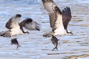 Viral Video: கழுகின் ஒற்றை மீன் வேட்டை... எத்தனை முறை பார்த்தாலும் சலிக்காத காட்சி