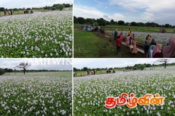 கிண்ணியாவில் பொதுமக்களின் கவனத்தை ஈர்த்துள்ள குளம்: பூத்துகுலுங்கும் வசந்தகால மலர்கள்