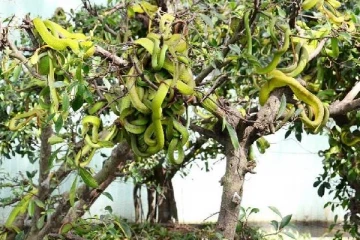 பாம்புகளின் தோட்டத்தை பார்க்க படையெடுக்கும் சுற்றுலா பயணிகள்!