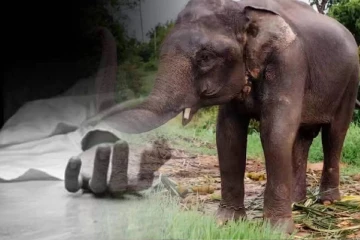 முனைக்காடு கிராமத்தில் யானை அட்டகாசம்: சிகிச்சை பெற்று வந்த முதியவரும் உயிரிழப்பு!