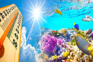 அதிகரிக்கும் வெப்பநிலை: அழிவடையும் அபாயத்தில் இலங்கை கடற்பரப்பில் உள்ள பவளப்பாறைகள்