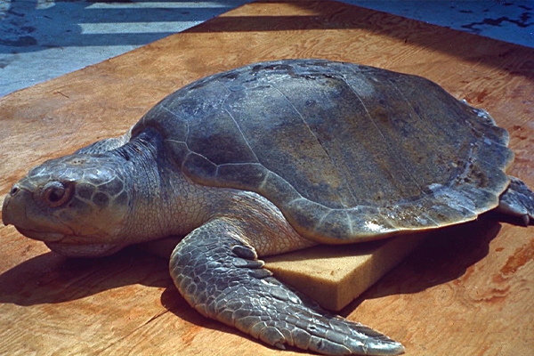 உருக்குலைந்த நிலையில் கடலாமை கண்டெடுப்பு | Discovery Of Molted Turtle