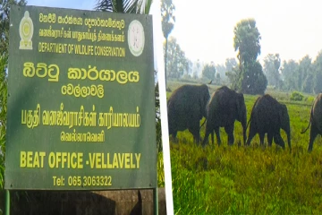 மட்டக்களப்பில் கிராமத்திற்குள் படையெடுத்த காட்டுயானைகள்