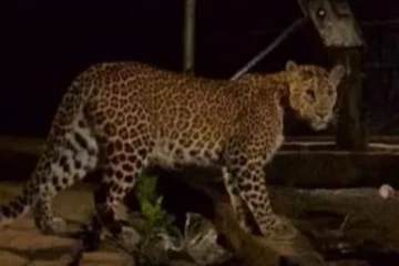 குடியிருப்பு பகுதியில் உலா வரும் சிறுத்தை - வெளியான பயங்கர காட்சி