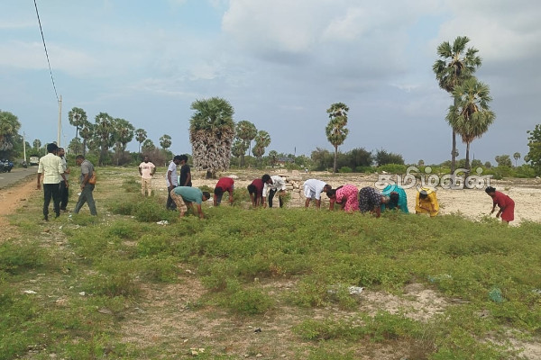 உடுத்துறை மாவீரர் துயிலுமில்லத்தில் சிரமதானம் | Uduthurai Maveerar Offered Shramadhana உடுத்துறை மாவீரர் துயிலுமில்லத்தில் சிரமதானம் | Uduthurai Maveerar Offered Shramadhana