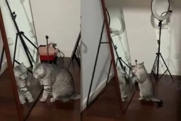 கண்ணாடியுடன் சண்டையிடும் பூனை - பலரையும் ரசிக்க வைத்த அழகிய காணொளி!