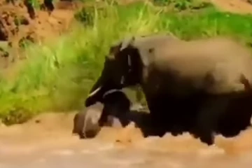 ஆற்றில் சிக்கி உயிருக்கு போராடிய குட்டி யானை - காப்பாற்ற துடித்த தாய் யானை - வைரலாகும் வீடியோ