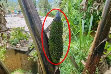 இயற்கை விசித்திரம் ; அதிசய வாழைக்குலையை காண குவியும் மக்கள்!