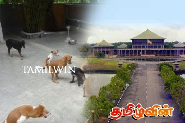 நாடாளுமன்ற வளாகத்தில் குழப்பம் செய்யும் நாய்கள்: கோபமடைந்த சபாநாயகர்