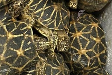 අහසින් රැගෙන යෑමට තැත් කළ තරු ඉබ්බන්..