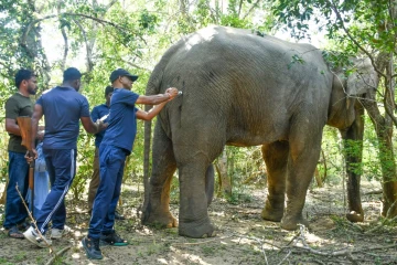 அம்பாறையில் யானை மீது துப்பாகிச்சூடு