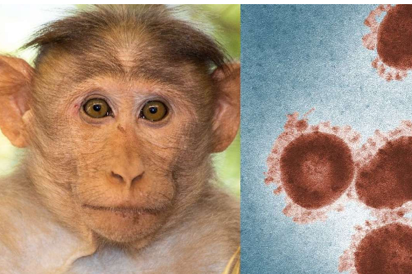 உடல்  உறவால் அதிகம் பரவும் குரங்கு அம்மை : வெளியான அதிர்ச்சி தகவல் | Monkeypox Spreading Through Sexual Transmissions