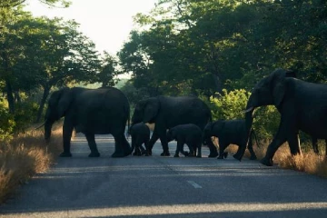 50 யானைகளை கொன்று இறைச்சியாக கொடுக்க முடிவு - என்ன காரணம்?