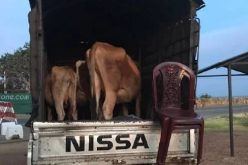 யாழ் மாவட்டத்தில் மாடு கடத்தலில் ஈடுபட்ட போலீஸ் உத்தியோகத்தர் கைது