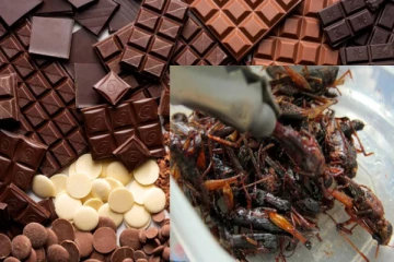 பிள்ளைகளை சாக்லேட்டு பதிலாக பூச்சிகளை சாப்பிடச் சொல்லும் முக்கிய பணக்கார நாடு!