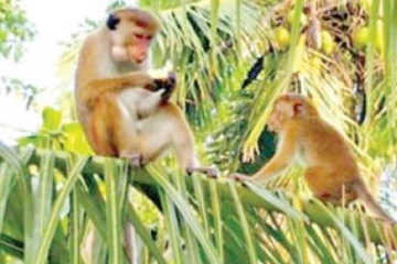 රිලා කරදරය ඉවසා ගත නොහැකි තැන කාන්තාවන් පිරිසක් සිදු කළ දේ..