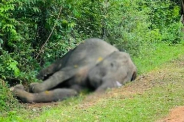 ஹொரவப்பொத்தனை வீதியில் இறந்த நிலையில் யானை மீட்பு (Phots)