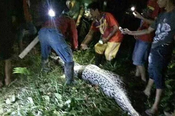 காணாமல் போன விவசாயியை ராட்சத மலைப்பாம்பின் வயிற்றுக்குள் கண்டுபிடித்த நண்பர்கள்