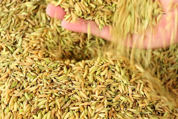 நெல்லுற்பத்தியாளர்களுக்கு மகிழ்ச்சிகரமான தகவல் | Paddy Farmers Paddy Fertilization Council