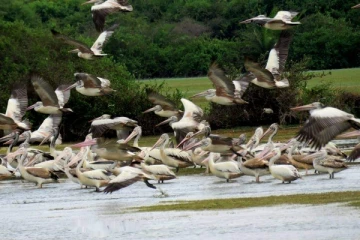 யாழ். தீவக கடற்கரைகளை அலங்கரிக்கும் பறவைகள் (Photos)