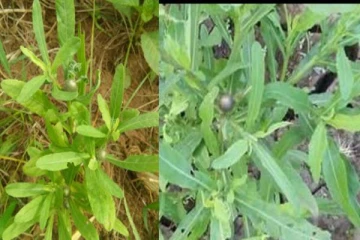 நரை முடி பிரச்சினையை அழிக்கும் சிவகரந்தை மூலிகை - எப்படி பயன்படுத்த வேண்டும் தெரியுமா?