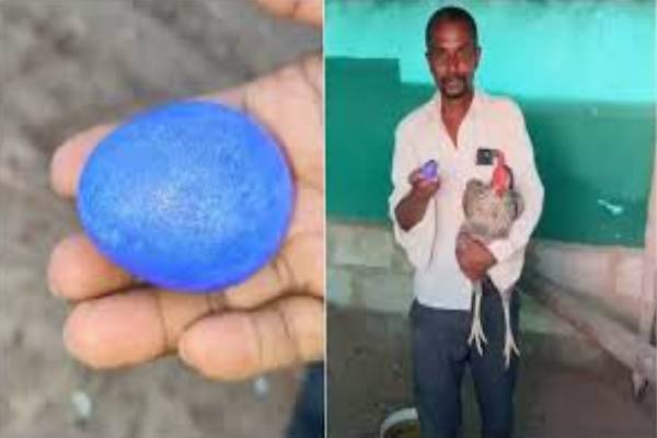 நீல கலர்ல முட்டை போட்ட கோழி; அடித்த ஜாக்பாட் - குவியும் மக்கள்! | Blue Egg Laid By Hen In Karnataka Viral