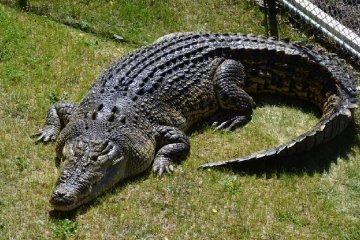 அனுராதபுரத்தில் பரபரப்பு ; வீட்டிற்கு அருகில் வந்த 10 அடி நீள இராட்சத முதலை