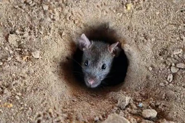 எலிக் காய்ச்சலால் பாதிக்கப்பட்ட 15 பேர்...விவசாயிகளுக்கு விடுக்கப்பட்ட எச்சரிக்கை