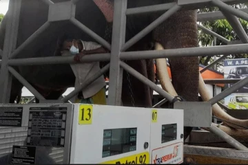 எரிபொருள் பெற வரிசையில் காத்திருந்த யானை