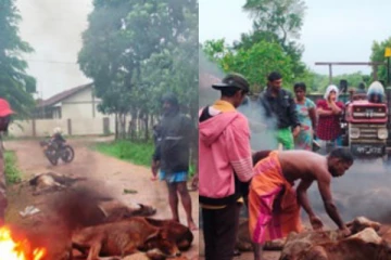 අධික සීතල දරාගැනීමට නොහැකිව කිරි ගවයින් 500ක් පමණ මියැදෙයි (PHOTOS)