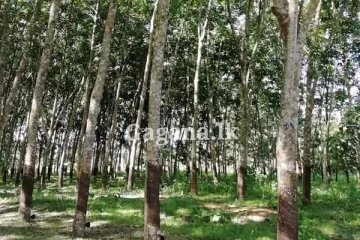 රබර් වගා සැලැස්මක්...