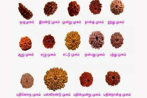 ருத்ராட்சம் அணிந்துள்ளீர்களா? அப்போ இதை தெரிஞசுக்கோங்க ... மீறினால் கஷ்டம் வரும் | Not To Do While Wearing Rudraksha Astrology Say
