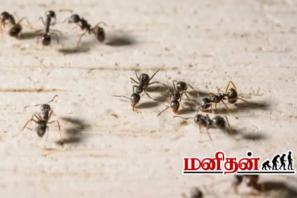 பாத்ரூமில் கருப்பு எறும்பு அதிகமாக இருக்கா? உங்களுக்கு தெரியாத அறிவியல் காரணம் | Reason For Black Ants In The Bathroom பாத்ரூமில் கருப்பு எறும்பு அதிகமாக இருக்கா? உங்களுக்கு தெரியாத அறிவியல் காரணம் | Reason For Black Ants In The Bathroom