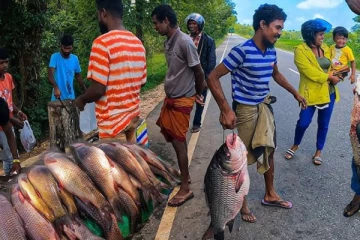 வெள்ளத்தில் இறந்த மீன்களை உண்ண வேண்டாம்!