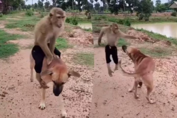 நாய் மீது ஒய்யாரமாக சவாரி செய்த குரங்கு... இறுதியில் அரங்கேறிய எதிர்பாராத டுவிஸ்ட்