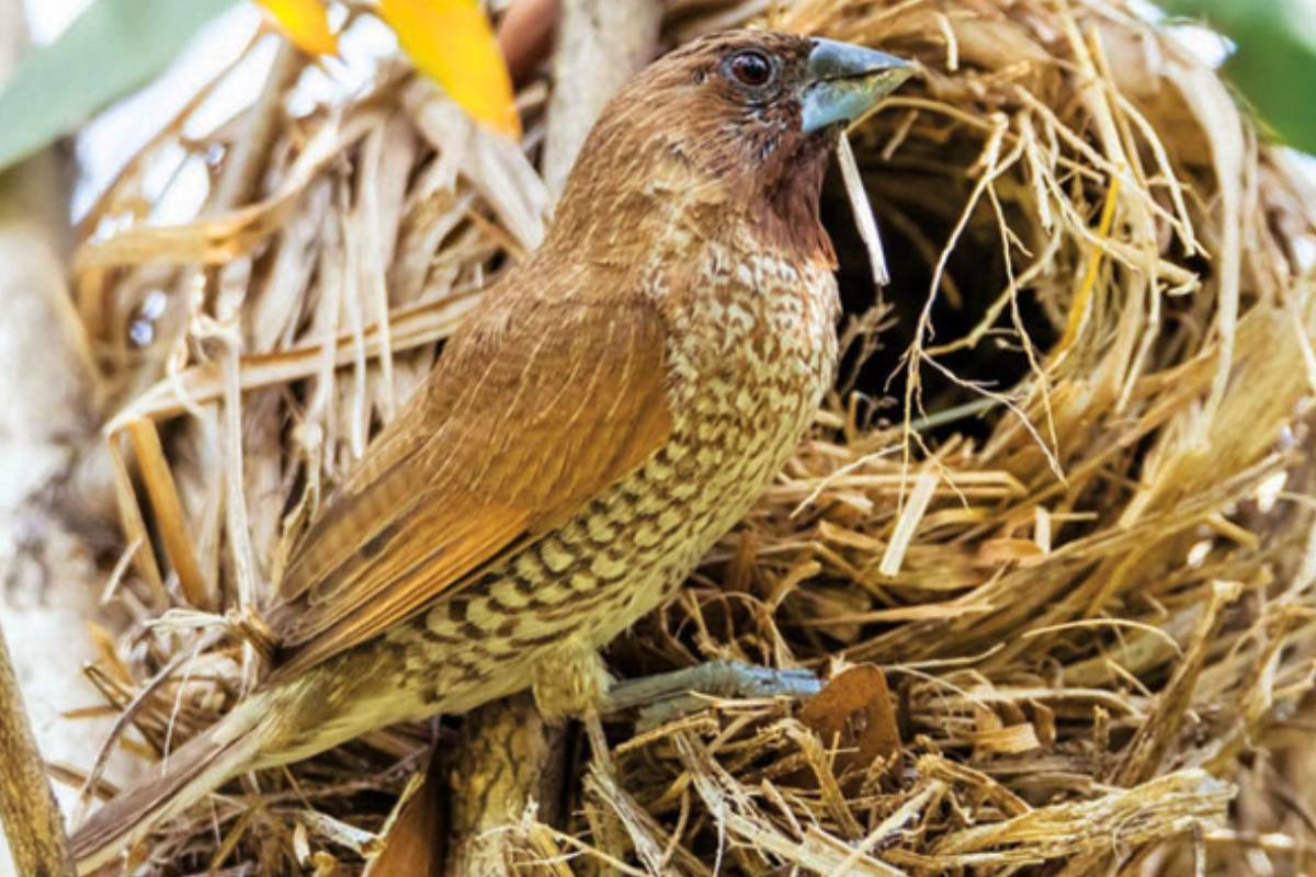 வீட்டில் குருவி கூடு கட்டினால் சுபமா அசுபமா? | Build A Pigeon Nest At Home Vastu Tip In Tamil