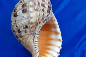 மட்டக்களப்பில் ஒரு கோடி ரூபாய் பெறுமதியான இரு வலம்புரி சங்குகளுடன் இருவர் கைது(Photos)